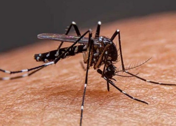 ডেঙ্গুতে আরও ৫ জনের মৃত্যু, হাসপাতালে ১১৬২ নতুন রোগী